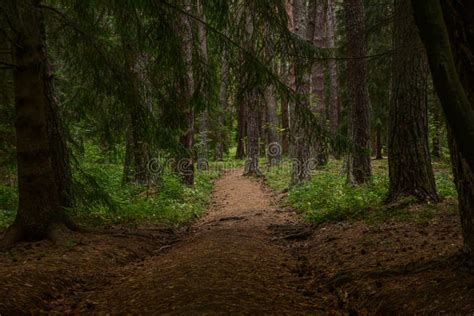 Path In The Deep Forest Deep Dark Forest Stock Photo Image Of Summer