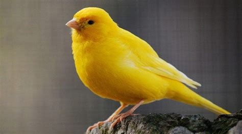 All You Need To Know About Canaries Canary Birds Bird Breeds Pet Birds