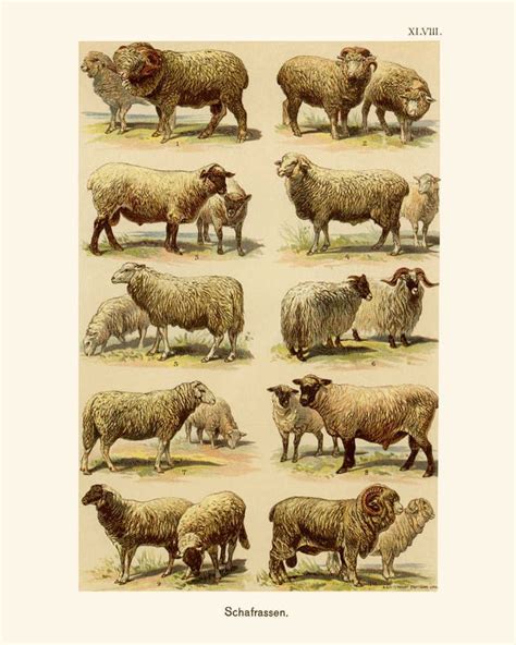 Sheep Breeds Vintage Print 1 Sheep Poster Sheep Art Etsy Sheep