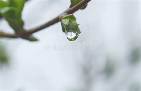 A Drop Of Water On The Buds Of A Tree Branch Stock Photo Image Of