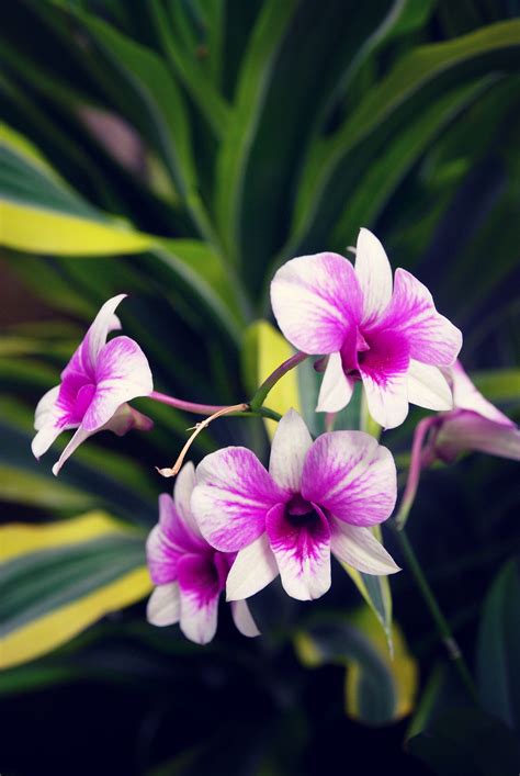 Today, as promised, we are talking about the care and culture of the dendrobium phalaenopsis type orchid!▼▼▼more info below!▼▼▼popularly known as the. Variegated Dendrobium Orchid | Dendrobium orchids, Flowers ...
