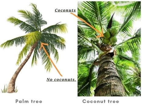 Coconut Tree Vs Palm Tree Differences Identification Gardenine