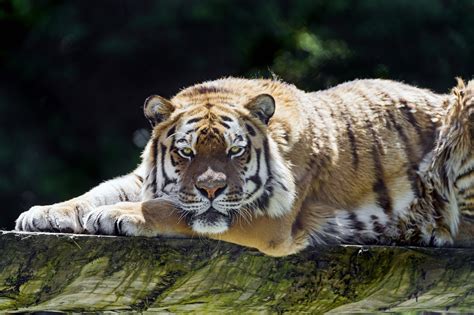 Siberian Tiger 4k Ultra Hd Wallpaper Background Image 4578x3047