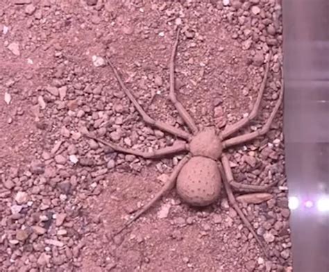 Six Eyed Sand Spider Buries Itself In Shingle And Disappears From Sight