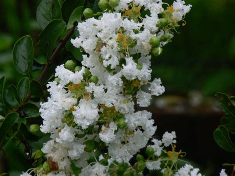 Gardening 101 Crape Myrtle Gardenista Sourcebook For Outdoor Living