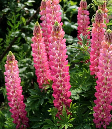 Der garten in wissen bietet regionale produkte und/oder dienstleistungen an. Gartenpflege im Juni | Garten Wissen