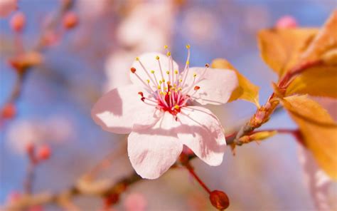 Wallpaper Food Flowers Branch Cherry Blossom Spring Tree Autumn