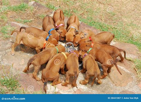 Litter Of Puppies Stock Image Image Of Purebred Outdoor 28441087