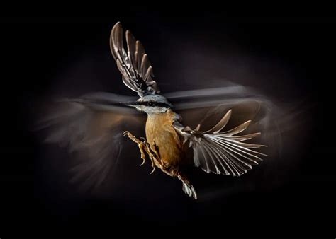 Mira Las Mágicas Imágenes Finalistas Del Concurso Bird Photographer Of