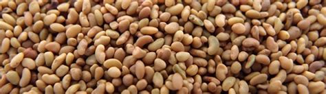 Alfalfa Seed Save On Alfalfa Sprouting Seeds