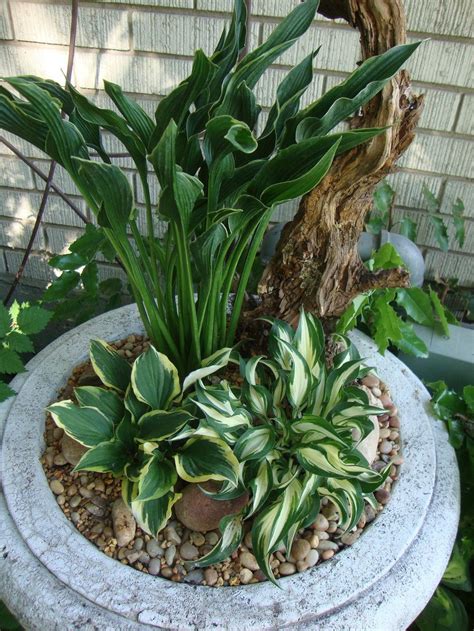 Is this okay, or should i. Containers forum: Hosta Container - Garden.org