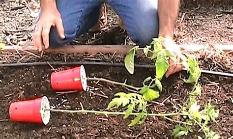 10 Secrets De Jardinier Pour Faire Pousser De Belles Et Grosses Tomates