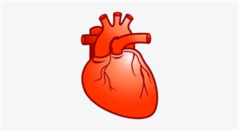 Here you can explore hq real heart transparent illustrations, icons and clipart with filter setting like polish your personal project or design with these real heart transparent png images, make it even. Real Heart Heart Cardiology Plastic Xp Icon Gallery - Real Heart Vector Png - Free Transparent ...