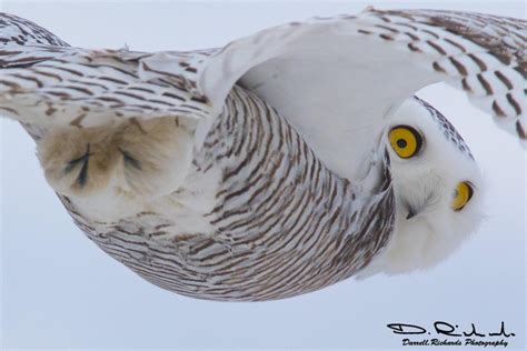 Credit Darrell Richards Photography A Snowy Owl Caught Me By