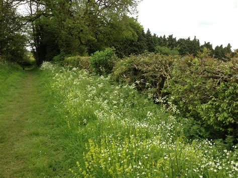 The Scent Of The Chilterns In Spring