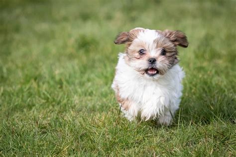 Blue Shih Tzu Everything About Adorable And Rare Shih Tzu Puppies