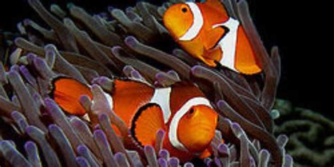 Killing Nemo Cyanide Threat To Tropical Fish Ocean Sentry
