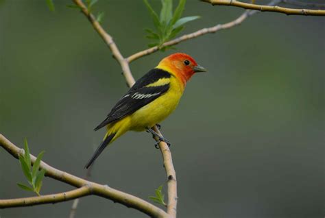 Free Picture Male Western Tanager Branch Close