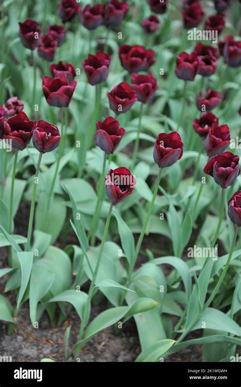 Dark Red Triumph Tulips Tulipa Ronaldo Bloom In A Garden In April