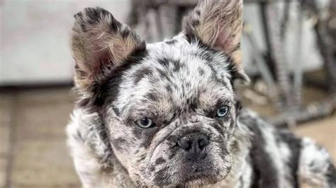 Merle French Bulldog Everything You Need To Know