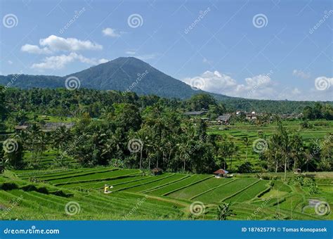 Beautiful Rice Fields In Bali Stock Image Image Of Asia Fields 187625779