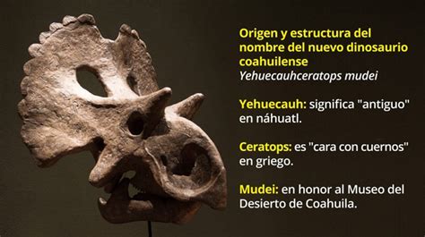 Descubren Nuevo Dinosaurio En Coahuila Le Ponen Nombre Náhuatl