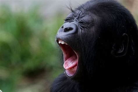 Funny Yawning Faces Gallery Ebaums World