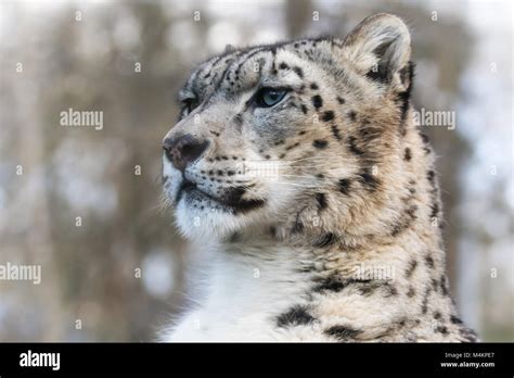 Alert And Watchful Adult Snow Leopard In Sunlight Portrait Stock Photo