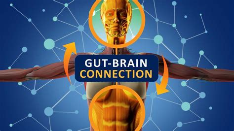 the gut brain connection how it works and the role of nutrition gut brain brain connections