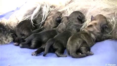 Pregnant Dogs Giving Birth Compilation Youtube