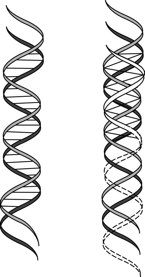 Dna Double Helix Drawing At Explore Collection Of