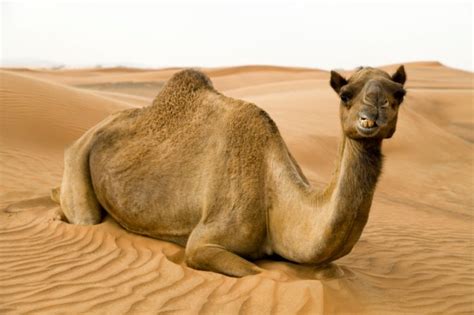 Amazing Facts About The Camel Onekindplanet Animal Education