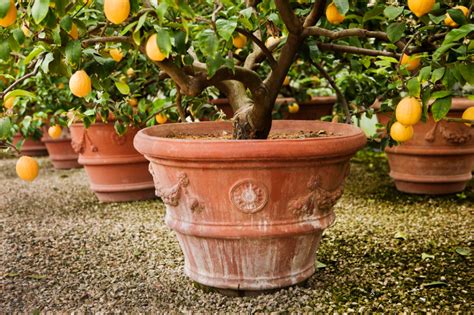 11 Dwarf Fruit Trees You Can Grow In Small Yards Fruit