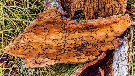 Tree Bark Piled With Some Branches In The Forest Stock Image Image Of