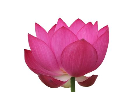 Lotus Summer Spring Free Photo On Pixabay Pixabay
