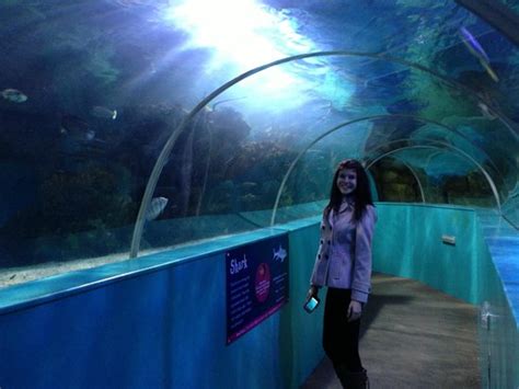Walk Through Tank With Fish And Sharks Picture Of Blue Reef Aquarium