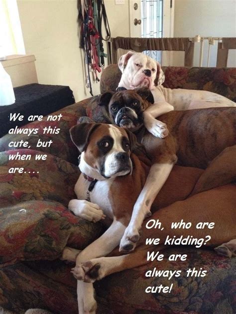 The 32 Funniest Boxer Dog Pics Memes Known To Man Page