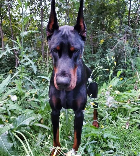 15 Cool Doberman Pinschers That Will Make You Happy And Make You Smile