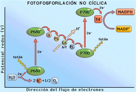 Fase Luminosa De La Fotosintesis Pdf