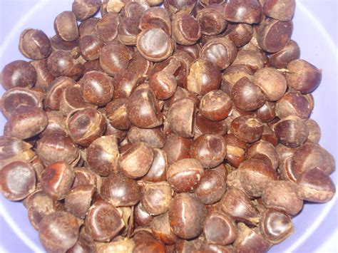 Buah Keras In English / Candle nut or Buah Keras stock image. Image of
