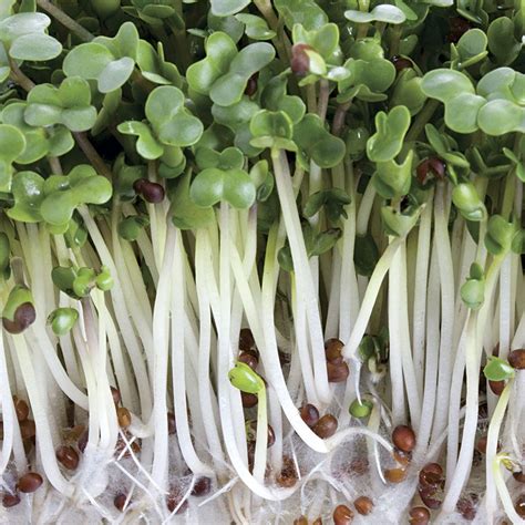 How To Grow Broccoli Sprouts Without Soil Dane101