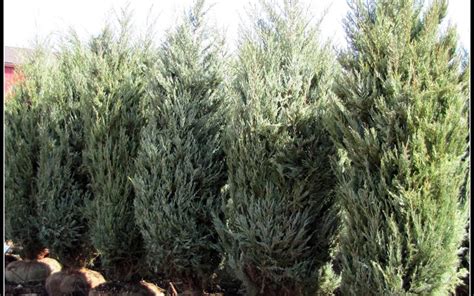 Plus, nut trees and bushes are prolific, producing pounds of tasty nuts when mature. Buy Moonglow Juniper - Juniperus scopulorum - 1 Gallon ...