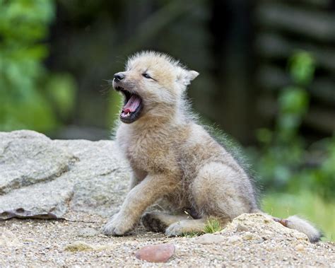 Yawning Arctic Wolf Pup This Picture Of A Yawning Arctic