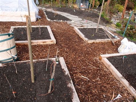 Backyard Orchard Culture A Mini Orchard In The Making Northwest