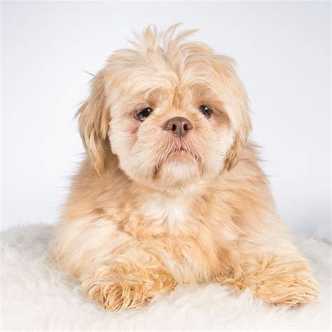 We are a top producing and award winning havanese breeding program with emphasis on quality, not quantity. Shih Tzu dog for Adoption in St. Louis Park, MN. ADN ...