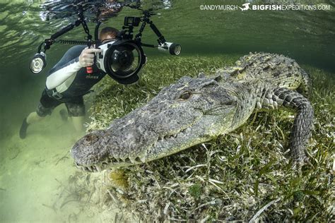 Diving With American Crocodiles At Chinchorro Banks Mexico Swimming