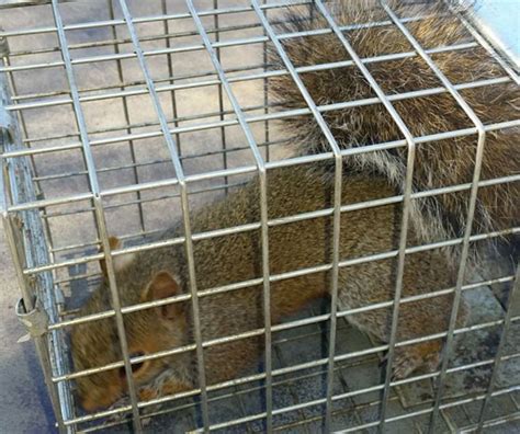 Squirrel Removal Squirrels In Attic Damage Repair Springfield Ma