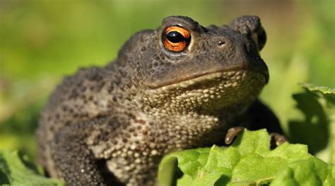 US biologists discover three new toad species - The Statesman