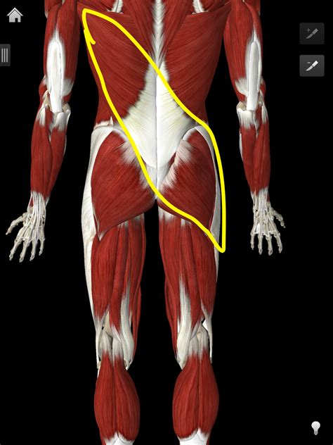 Posterior Oblique Muscles And Exercises Osr Physical Therapy