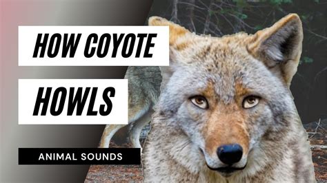 The Animal Sounds How Coyote Howls Sound Effect Animation Youtube